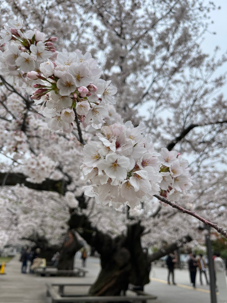 cherry blossoms